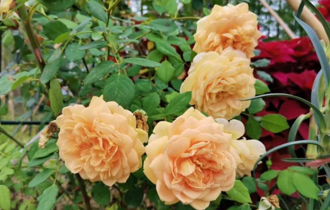 提升幸福!(提升幸福感的小物件) 提升幸福!(提升幸福感的小物件)