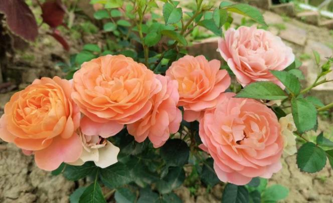 提升幸福!(提升幸福感的小物件) 提升幸福!(提升幸福感的小物件)