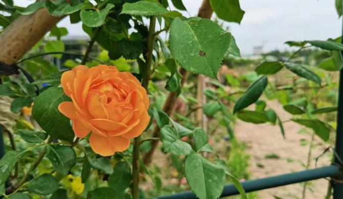 提升幸福!(提升幸福感的小物件) 提升幸福!(提升幸福感的小物件)