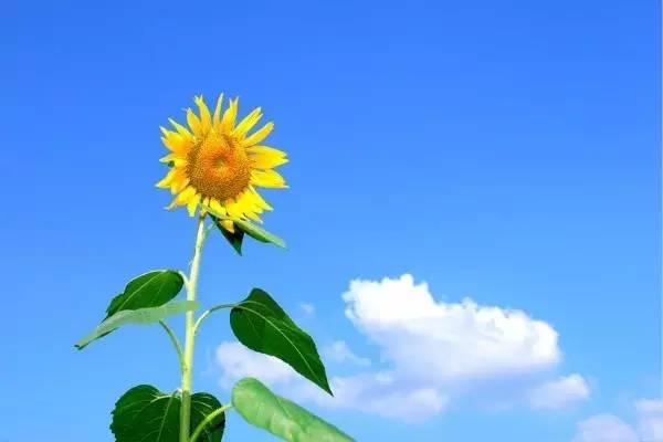 每日一测丨今夏你会遇到什么好事？