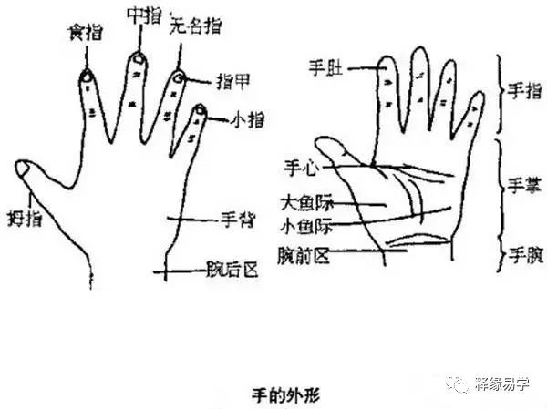 相学研究:手相里的传统文化:阴阳、先天后天、三才、五行(道家手相学)