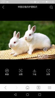 属兔的今年多大岁数2023年出生（2021年属兔今年多大年龄了?）
