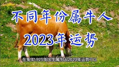 属牛人2023年全年运势运程详解视频（属牛人2023年全年运势运程详解视频大全）