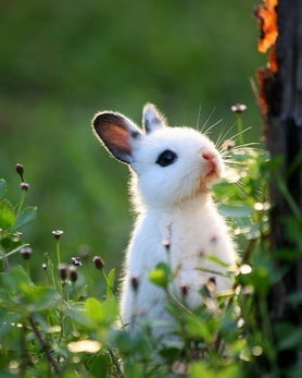 属兔的是哪一年出生的呢今年多大岁数（属兔是哪几年今年多大）