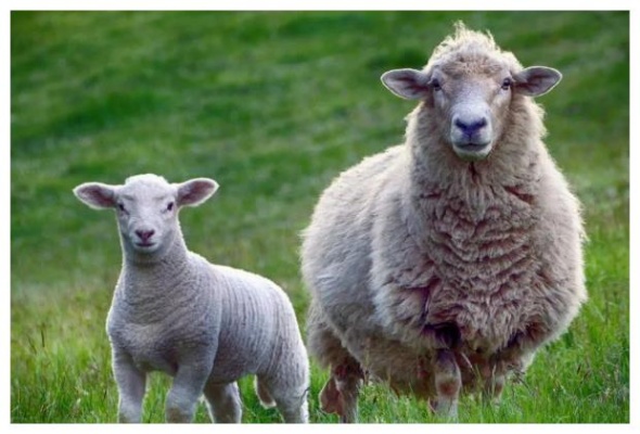 属羊的人穿什么颜色的衣服旺财（属羊的人穿什么运气比较好）