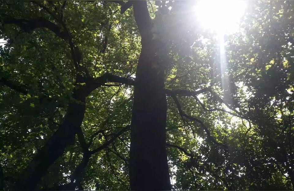 爱情运势星座排名十二星座暗恋人数排行榜