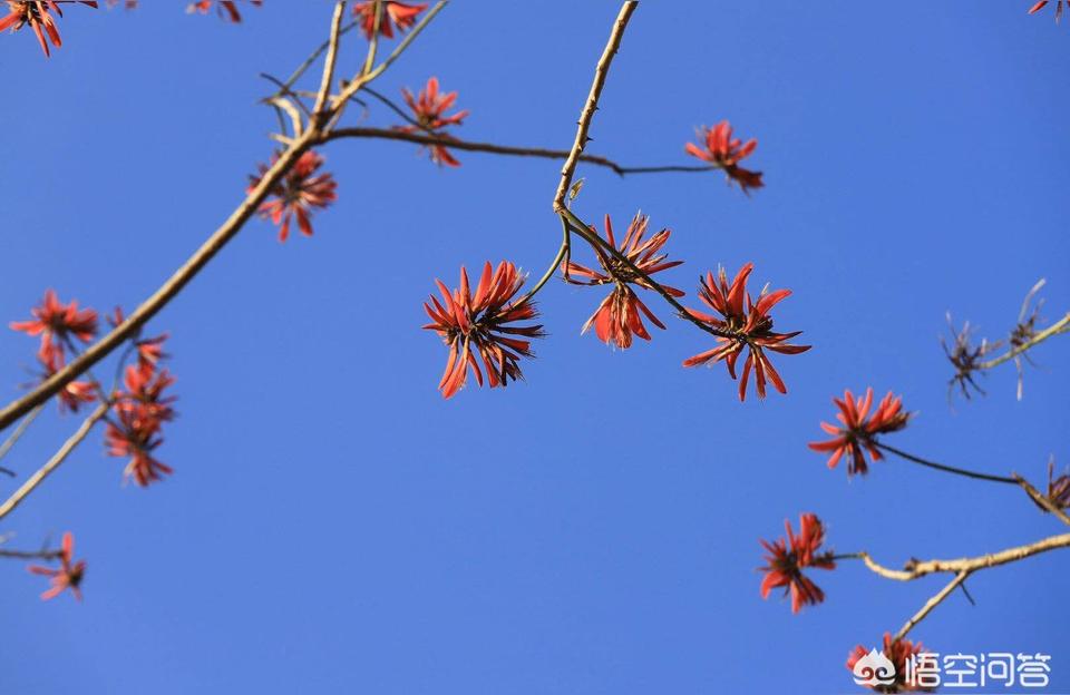 12星座爱情运势双子座和处女座分手后还会复合吗