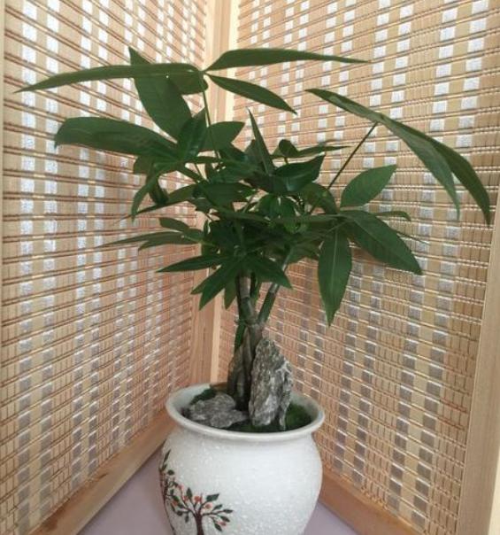 家里客厅放什么植物 最好又招财-适合放在客厅的植物都有哪些