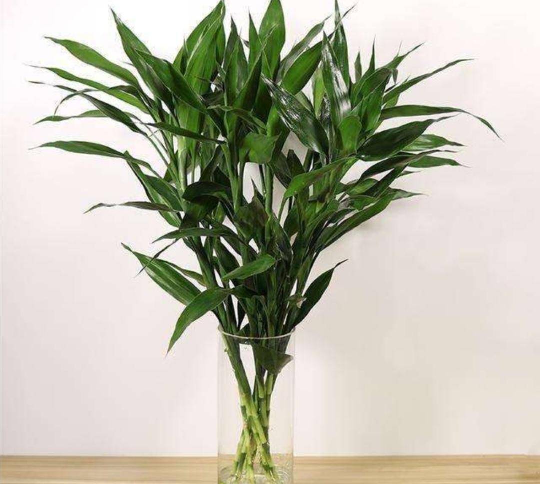 八种植物招财又旺宅-哪些植物是富贵吉祥的象征