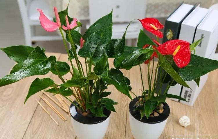 家里摆放这些东西，今年财运滚滚来-你在家里摆上什么鲜花