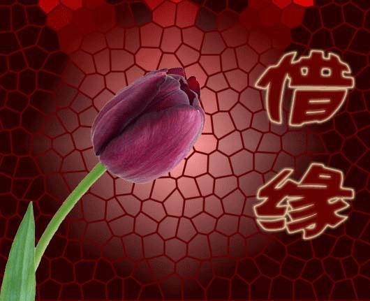 女命夫妻宫子午冲-78年属啥属相