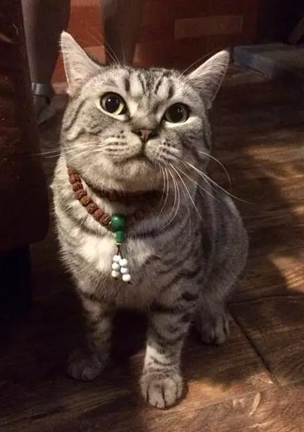 算命 养猫-历史上有哪些打脸的故事