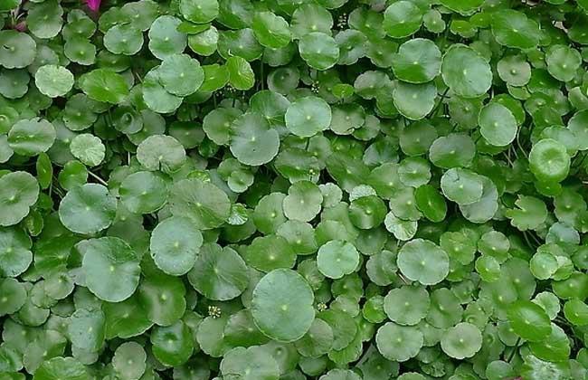 水养植物风水：适合水养的十大植物-绿罗根放在水里可以养吗