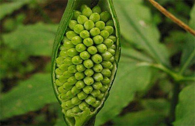 阴气重的植物有哪些植物-什么植物晚上不能放卧室