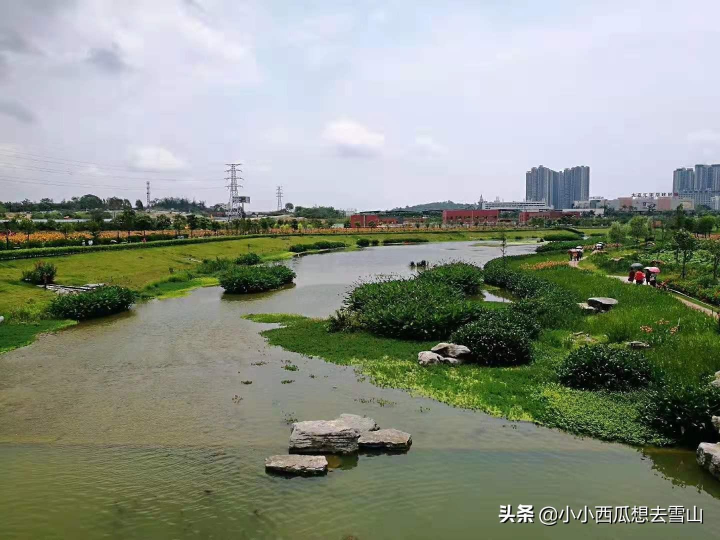 风水放什么升职 绿植茂盛最养人-助睡眠水培植物