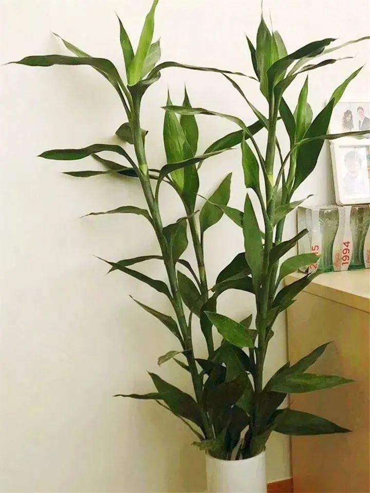 养三根富贵竹能增强偏财运吗-买富贵竹有根的好还是无根的好