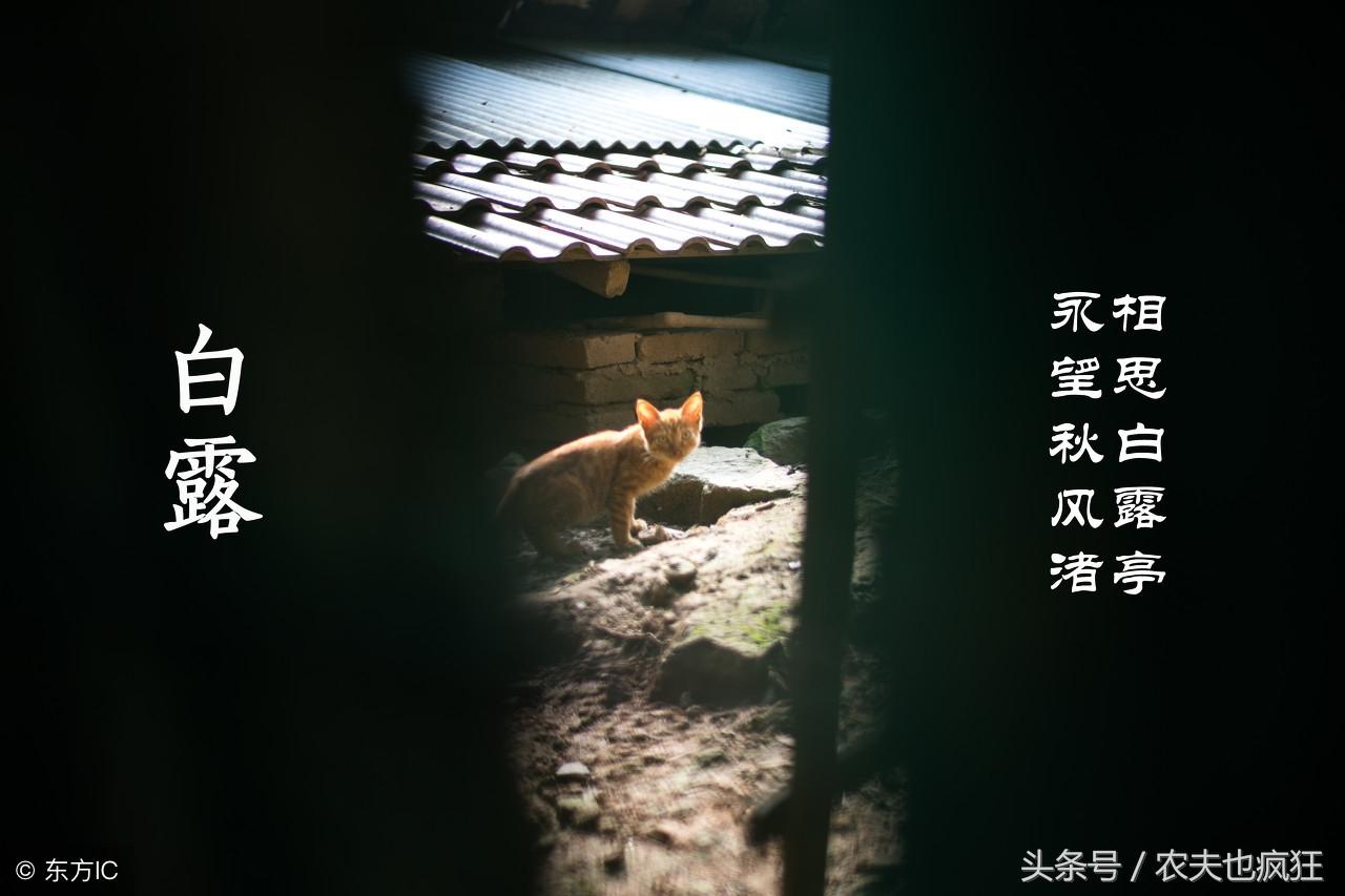 算命过白露才算七月吗-1988年阴历7月29日是什么季节