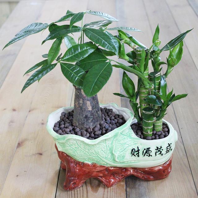 七叶莲的风水作用，家居风水解说-客厅东方摆什么植物最好