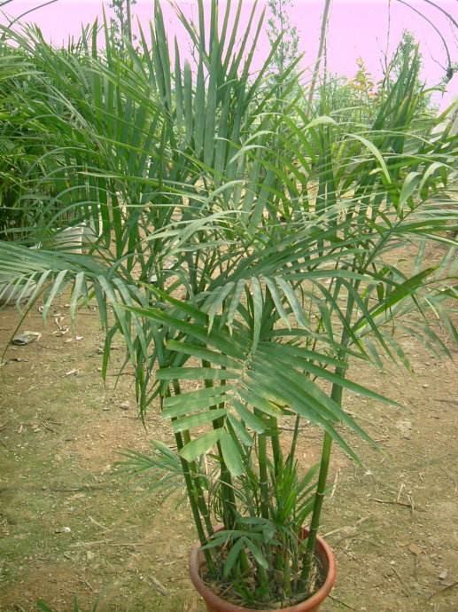 明财位摆夏威夷竹好吗？能招财吗？-夏威夷竹怎么施肥