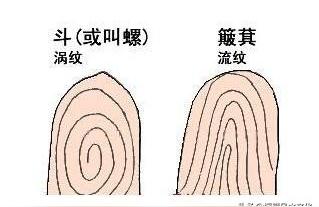 十个指纹算命八卦指纹是什么意思