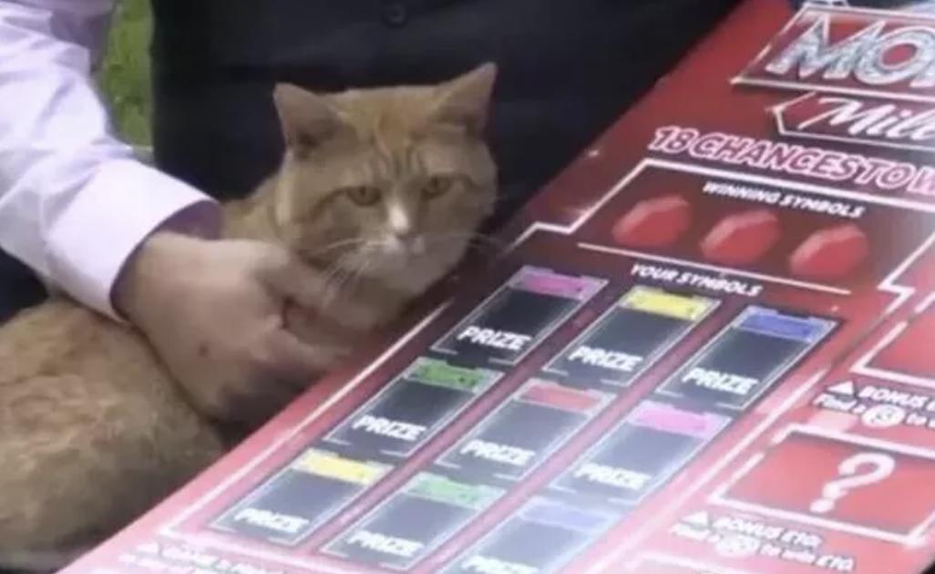 家里养猫对财运好不好 注重房宅与八字-养猫和养狗的人性格有什么差异