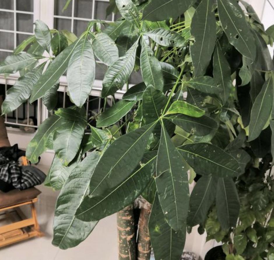 过年家里适合摆什么花招财 金钱树-春节家里适合摆什么花卉比较喜庆
