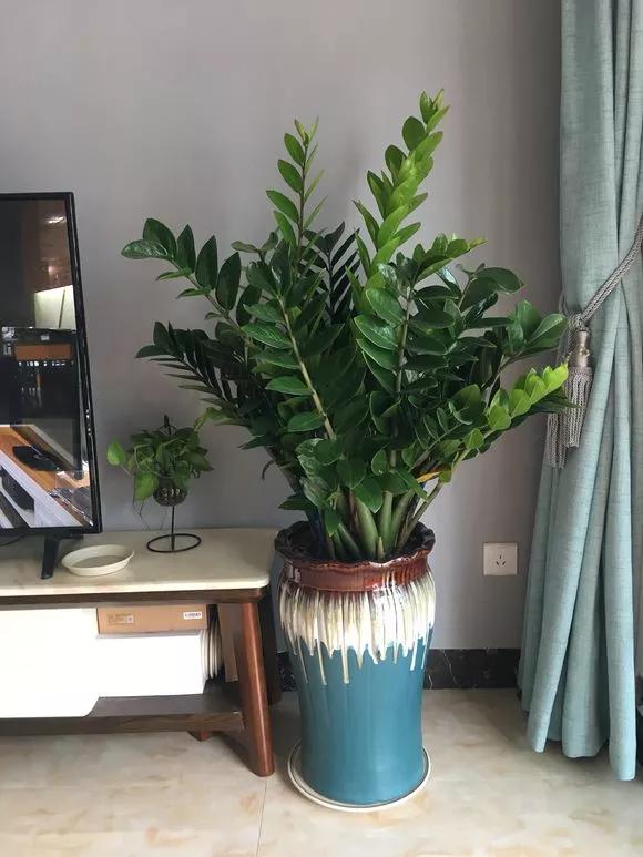 办公室放什么植物聚财 君子兰人中龙凤-家里种植什么大型植物最好看