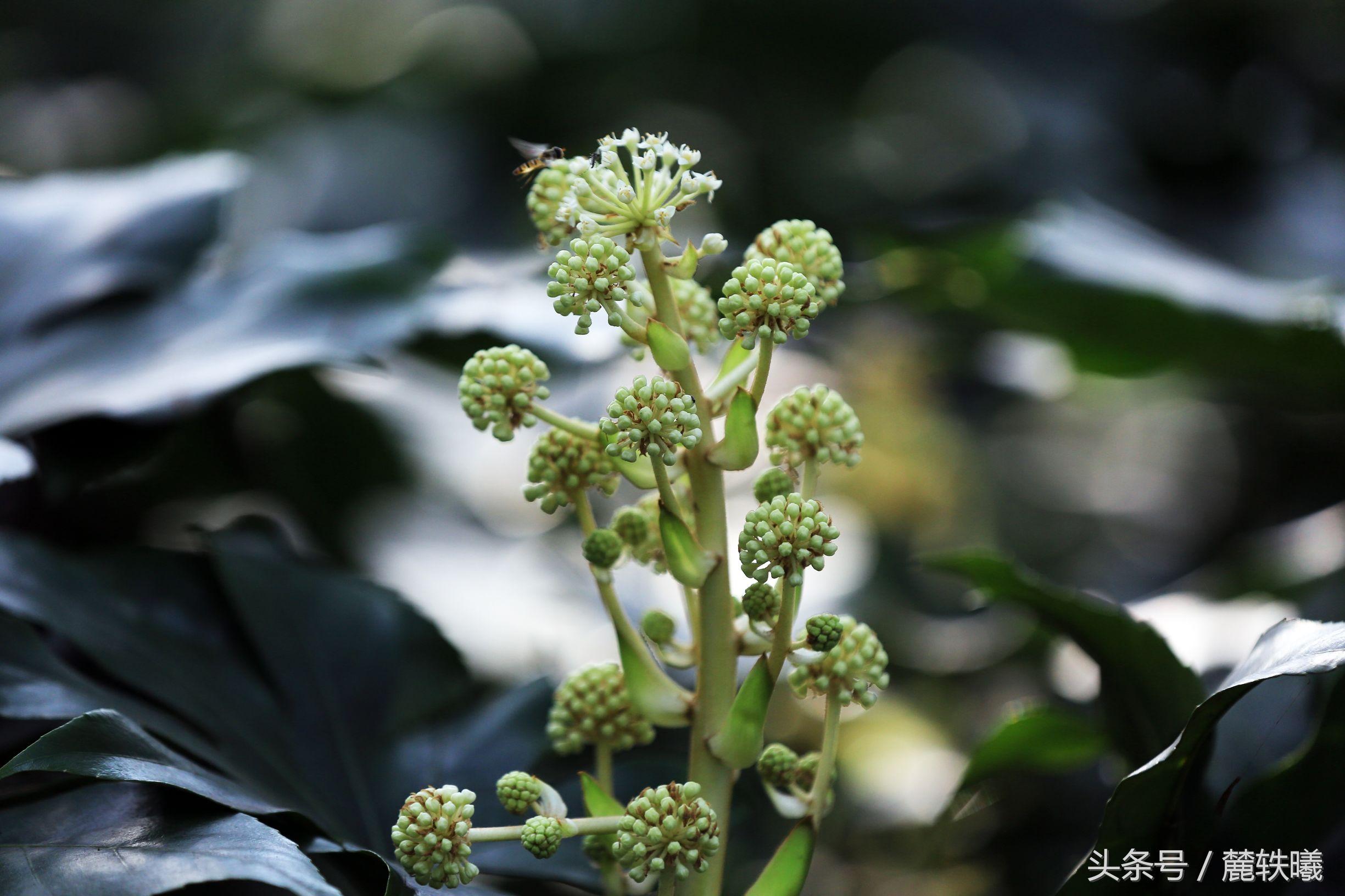 客厅最旺宅的大型植物 招财进宝就选它们-客厅摆什么花最好