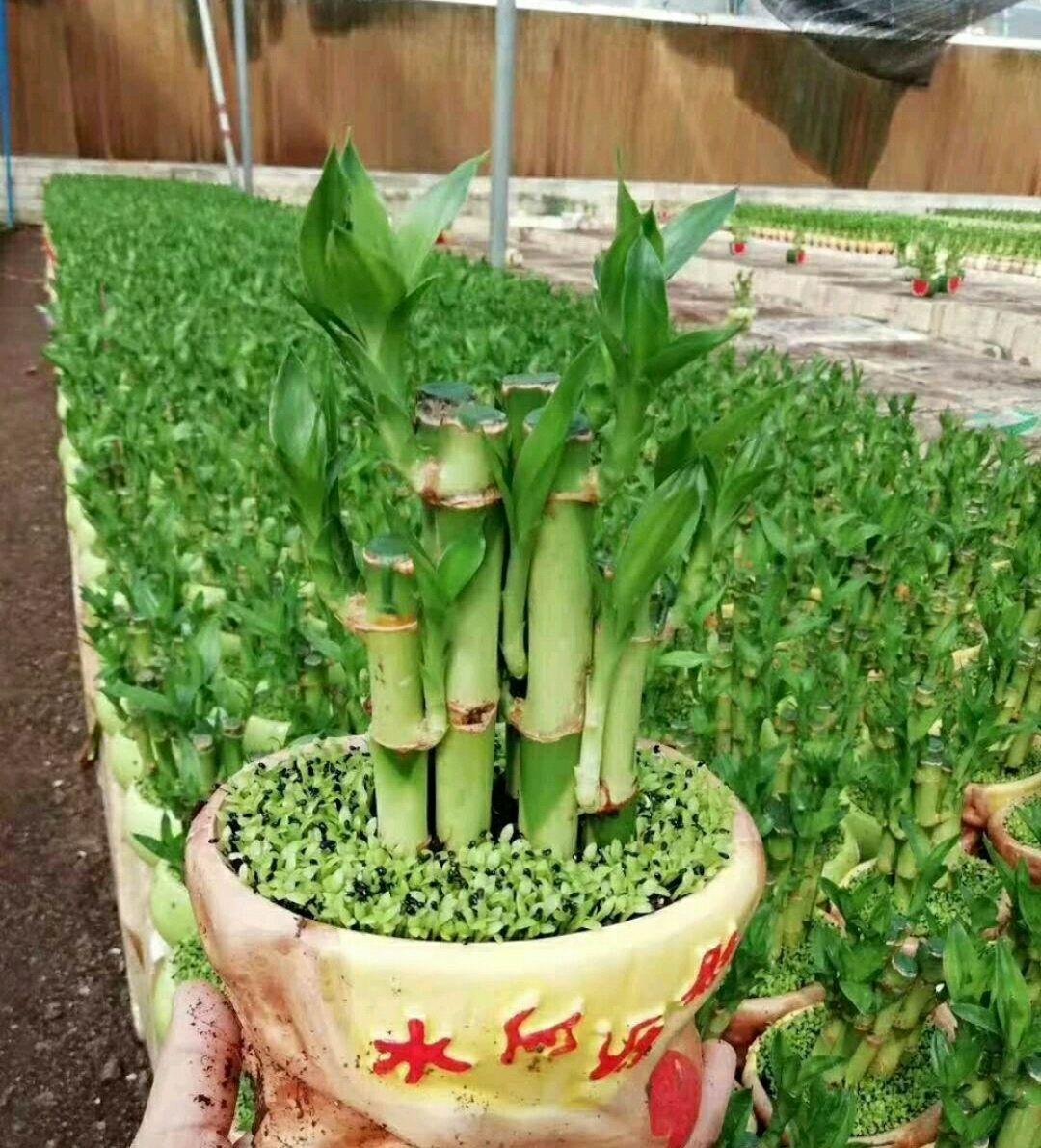 风水植护需呵护：富贵竹叶子发黄怎么办-水养的富贵竹都发黄了