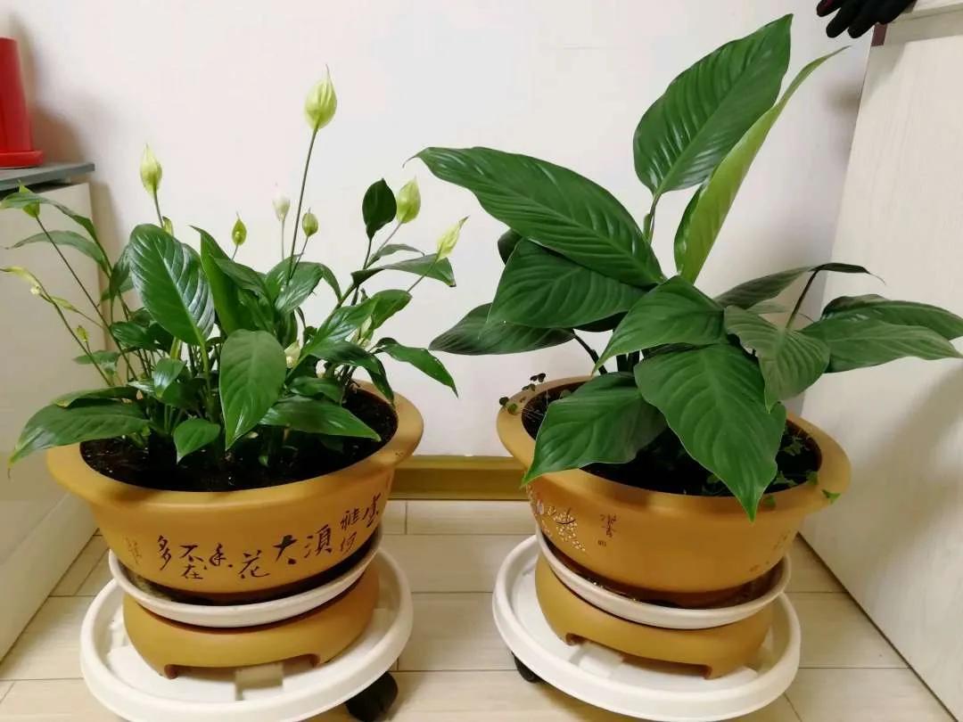 旺运旺财最有效方法-起名需要什么资料