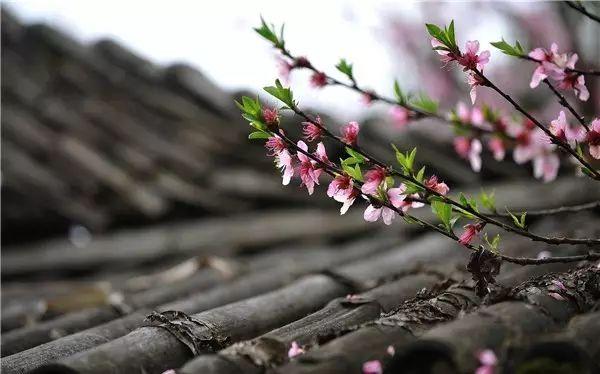 风水学祛病辟邪的吉祥物-貔貅摆件坏了可以扔掉吗