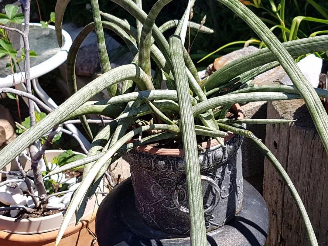 绿植放办公桌左边还是右边好-办公桌左边放什么植物