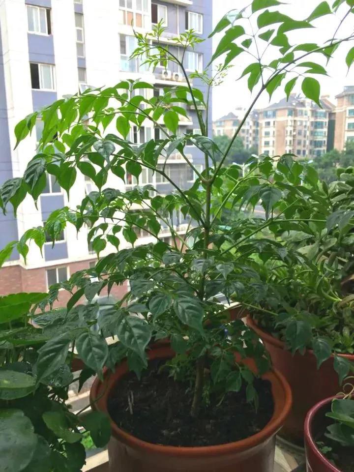 客厅养什么花好旺财又容易养 金钱树财运滚滚-客厅植物排行榜前十名