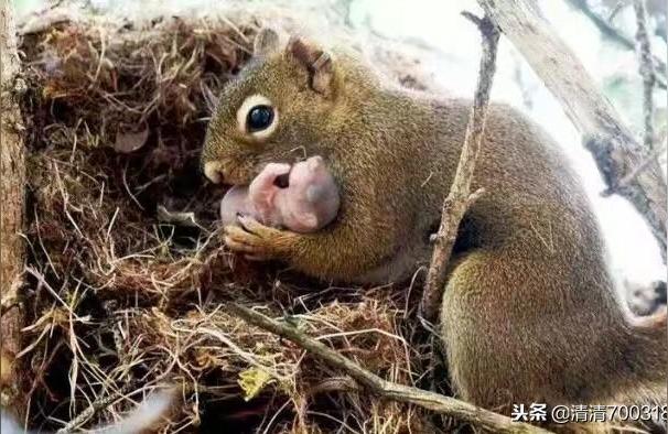 今年属什么生肖2000年属相属什么2020