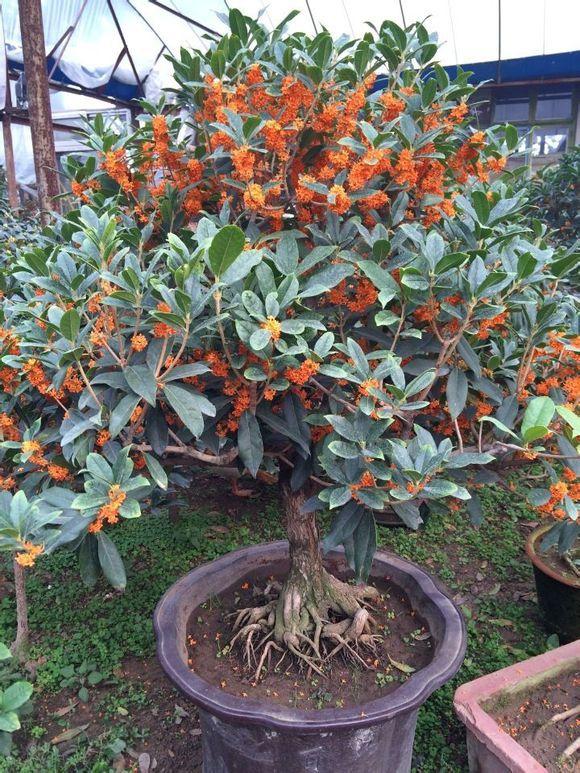 家里种什么花最旺宅-庭院种什么植物最旺宅