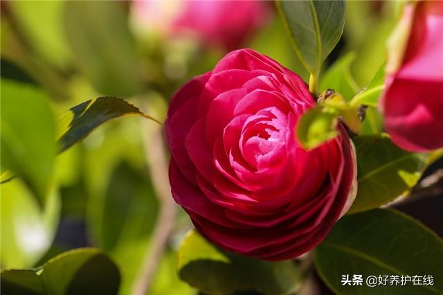 十大招财物件 招财物件的摆放位置-怎么摆放才能招财