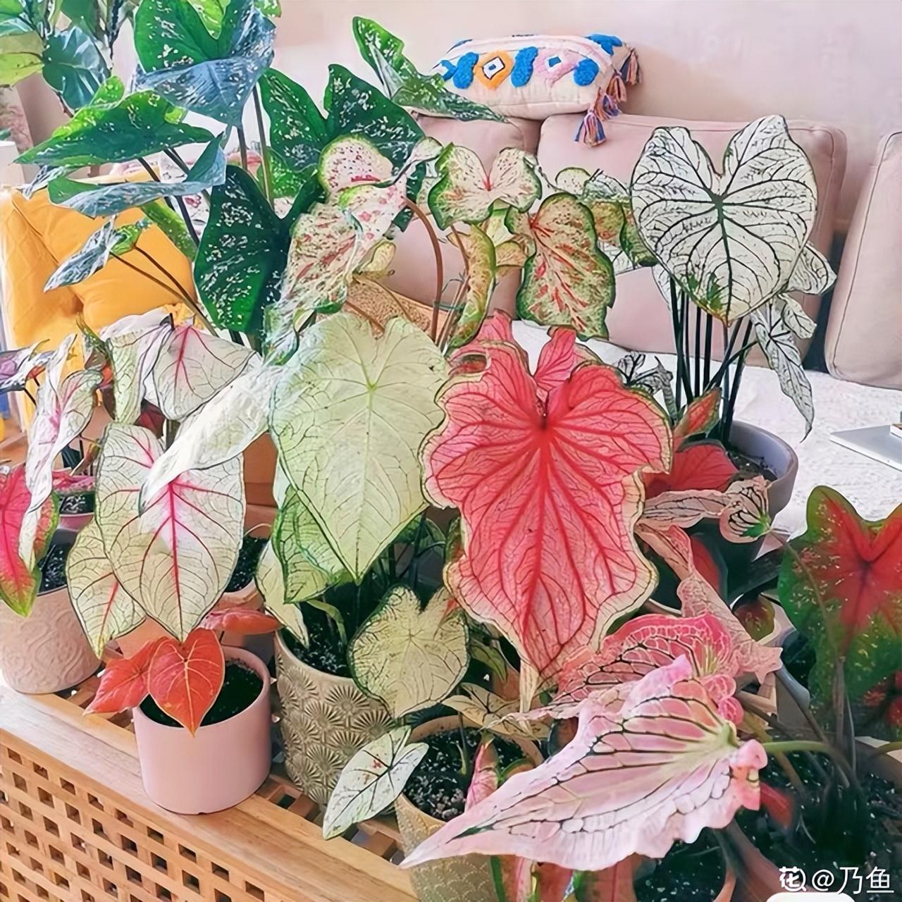 卧室摆放什么最能招财 绿植招财养风水-铜钱草卧室可放吗