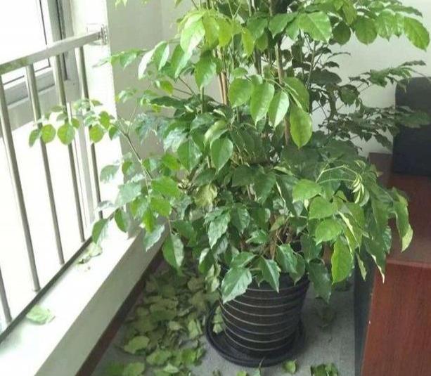 有钱人都会种的绿植！这些風水植物将会旺盛财运！-2021年家里养什么花