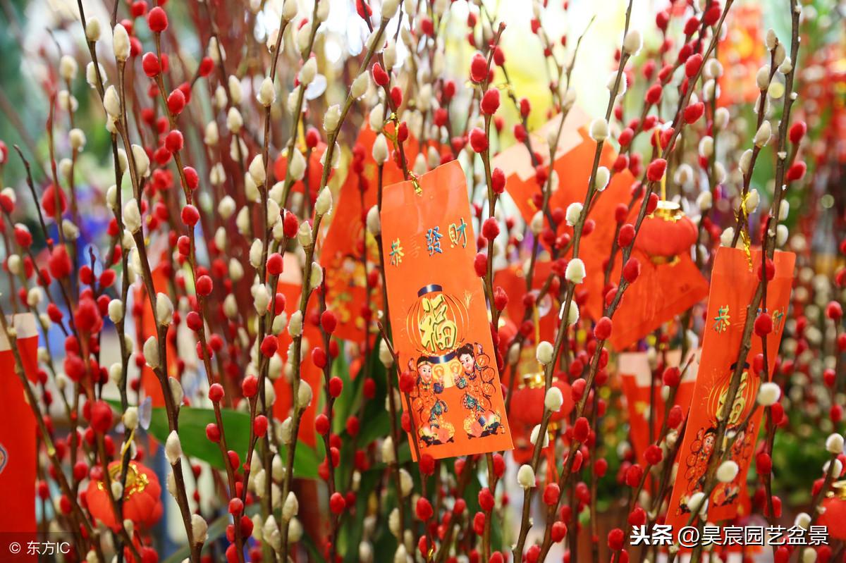 家居旺财风水植物 水仙花是首选-庭院鱼池摆放的吉祥物