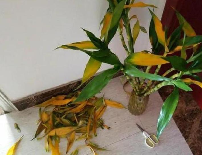 富贵竹，千万别摆错位置了-为什么富贵竹能放卧室而观音竹不能放卧室吗