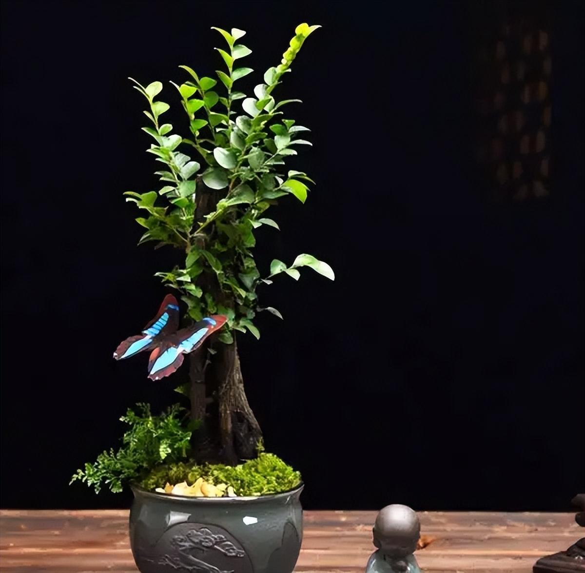 小叶紫檀手串珠子数量有什么讲究-最重的手串木料