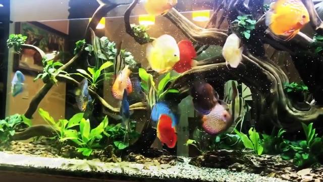 七彩神仙鱼风水作用介绍-七彩鱼好吗