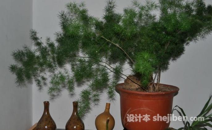客厅财位摆放什么会好一些-客厅对角线位置放什么