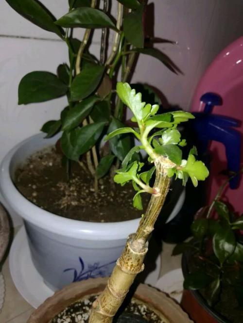 家里的花茂盛预示什么 什么预兆好-灯笼花在家养好吗
