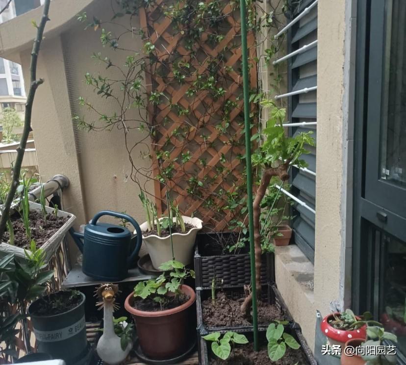 风水客厅摆什么旺财镇宅-客厅旺财植物有哪些呢
