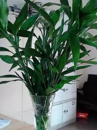 旺运的风水植物摆放 富贵竹提升家庭财富-卧室里适合养富贵竹子吗