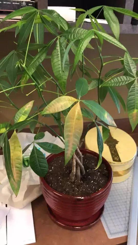 植物风水说：发财树办公室摆放位置-发财树放在前台左边还是右边