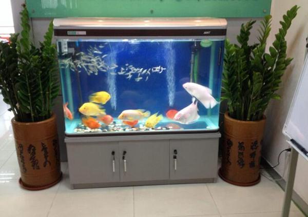 怎样养鱼风水好，运势旺？-家里养鱼有那些窍门