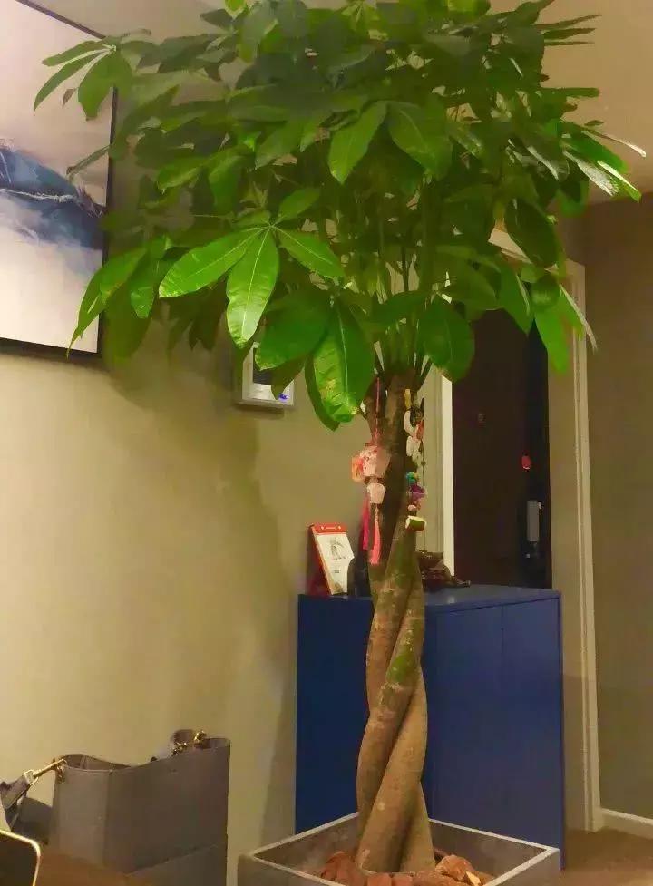 主人房放什么植物最旺财 鸿运当头财运满满-服装店摆什么绿植招财