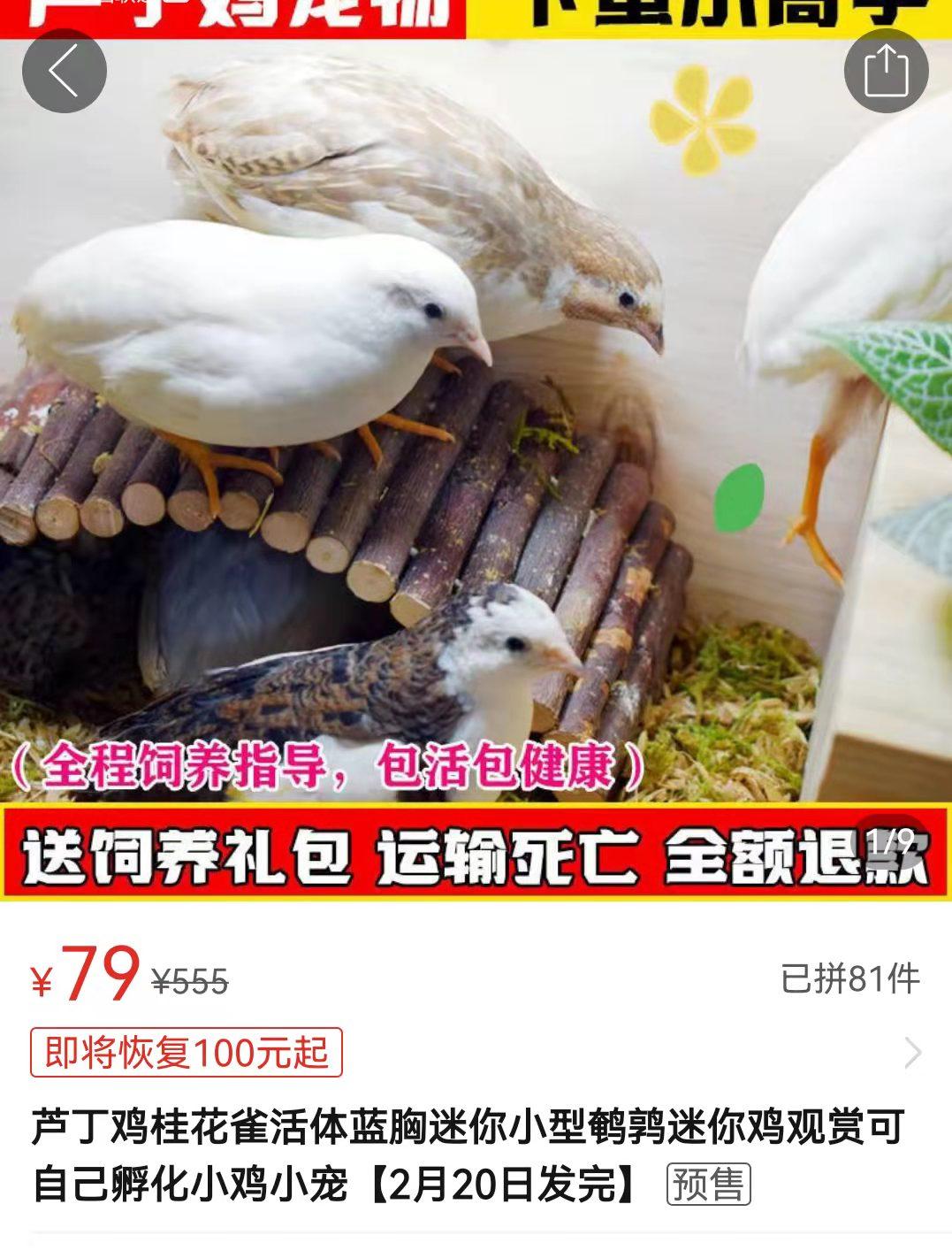 鱼缸里放什么摆件招财 放硬币招财-鱼缸怎么种碗莲